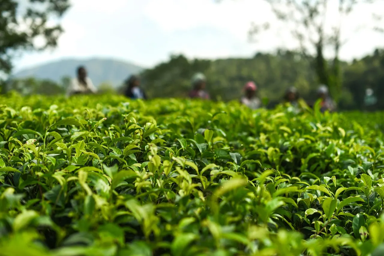 Agriculture – Meghalaya Travel Guide: Shillong, Sohra (Cherrapunji), Dawki and Living Root Bridges