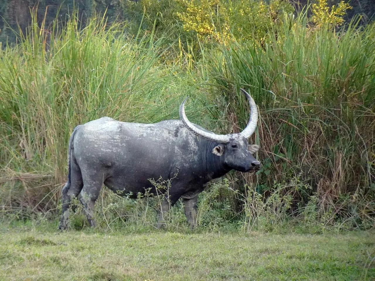 Buffalo – Assam Travel Guide: Kaziranga, Majuli, Guwahati and the Best Time to Visit