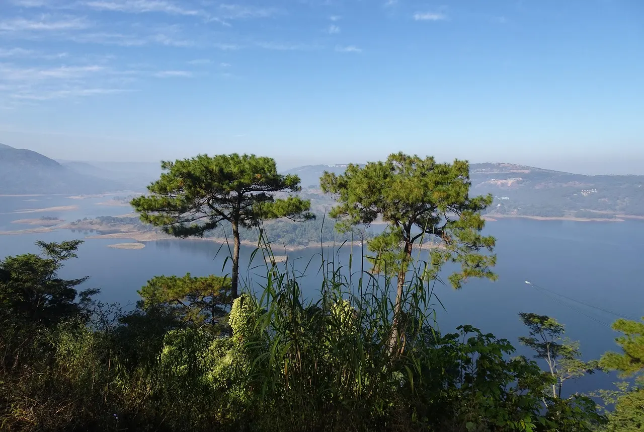 Chir pine – Meghalaya Travel Guide: Shillong, Sohra (Cherrapunji), Dawki and Living Root Bridges