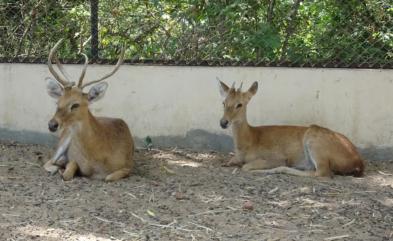 Deer – Nagaland and Manipur Travel Guide: Hornbill Festival, Kohima, Dzukou Valley and Loktak Lake