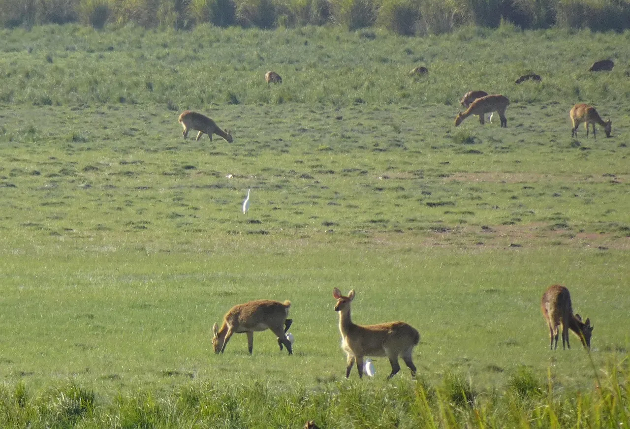 Deer – Assam Travel Guide: Kaziranga, Majuli, Guwahati and the Best Time to Visit