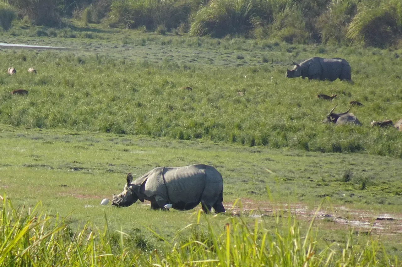 Assam Travel Guide: Kaziranga, Majuli, Guwahati and the Best Time to Visit