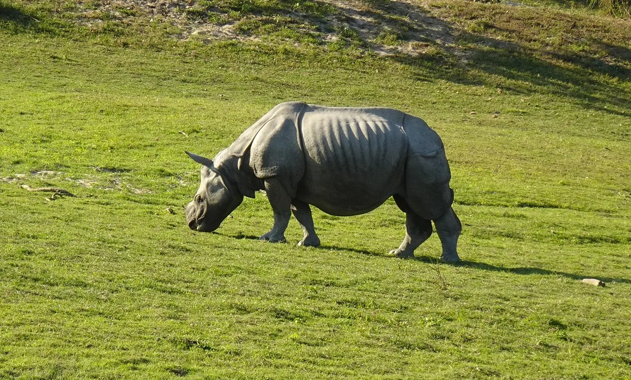 Rhinoceros – Northeast India Travel Guide: The Seven Sister States, Best Time, Permits and Routes