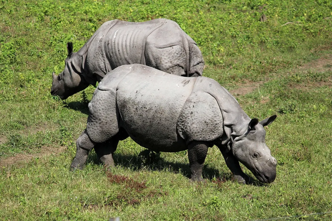 Rhinoceros – Assam Travel Guide: Kaziranga, Majuli, Guwahati and the Best Time to Visit