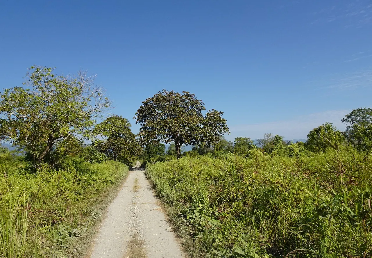 Track – Assam Travel Guide: Kaziranga, Majuli, Guwahati and the Best Time to Visit