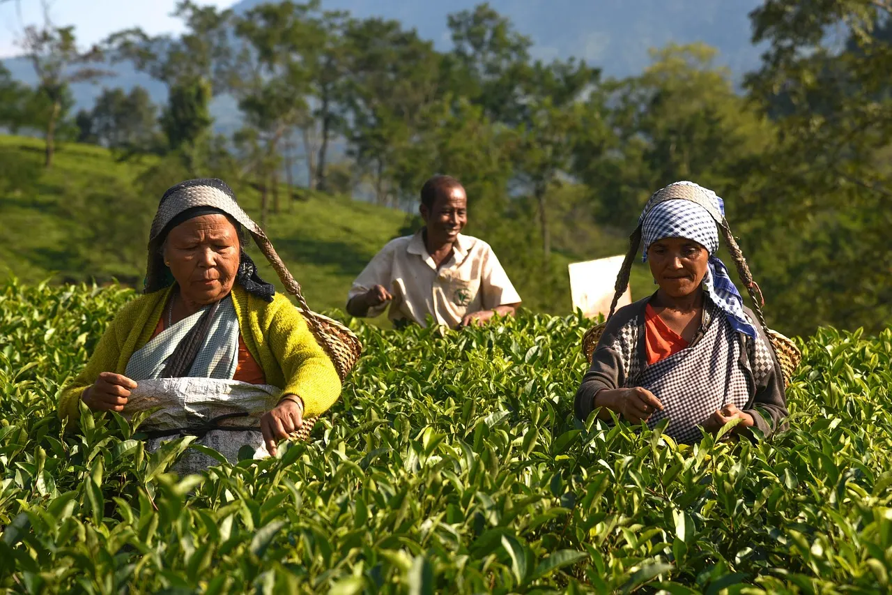 Northeast India Travel Guide: The Seven Sister States, Best Time, Permits and Routes