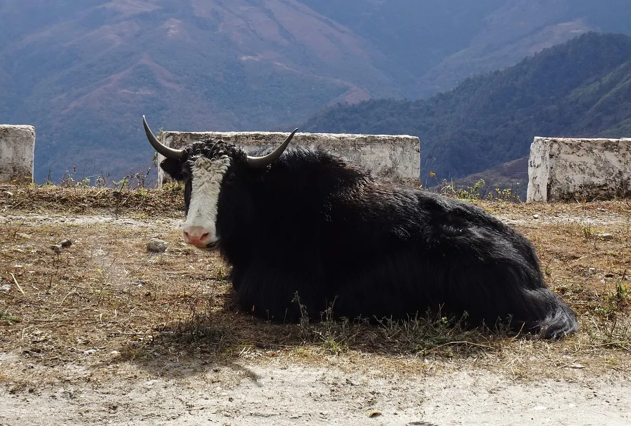 Yak – Arunachal Pradesh Travel Guide: Tawang, Sela Pass, Ziro and How to Get Your ILP